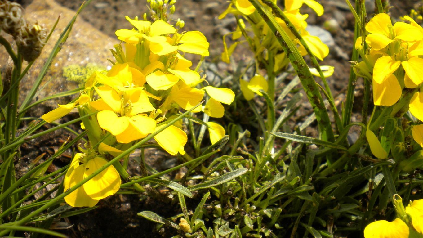 val d''Aosta 11 - Erysimum cfr. jugicola